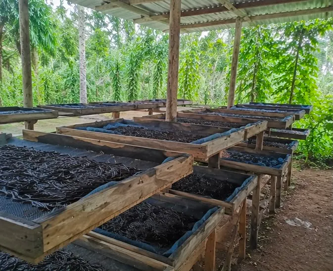 Drying shed